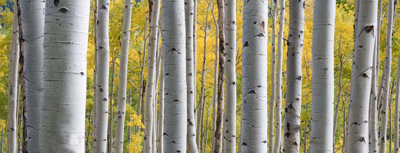 Kiln Dried Silver Birch Logs in Scarborough, Whitby, Filey & Bridlington